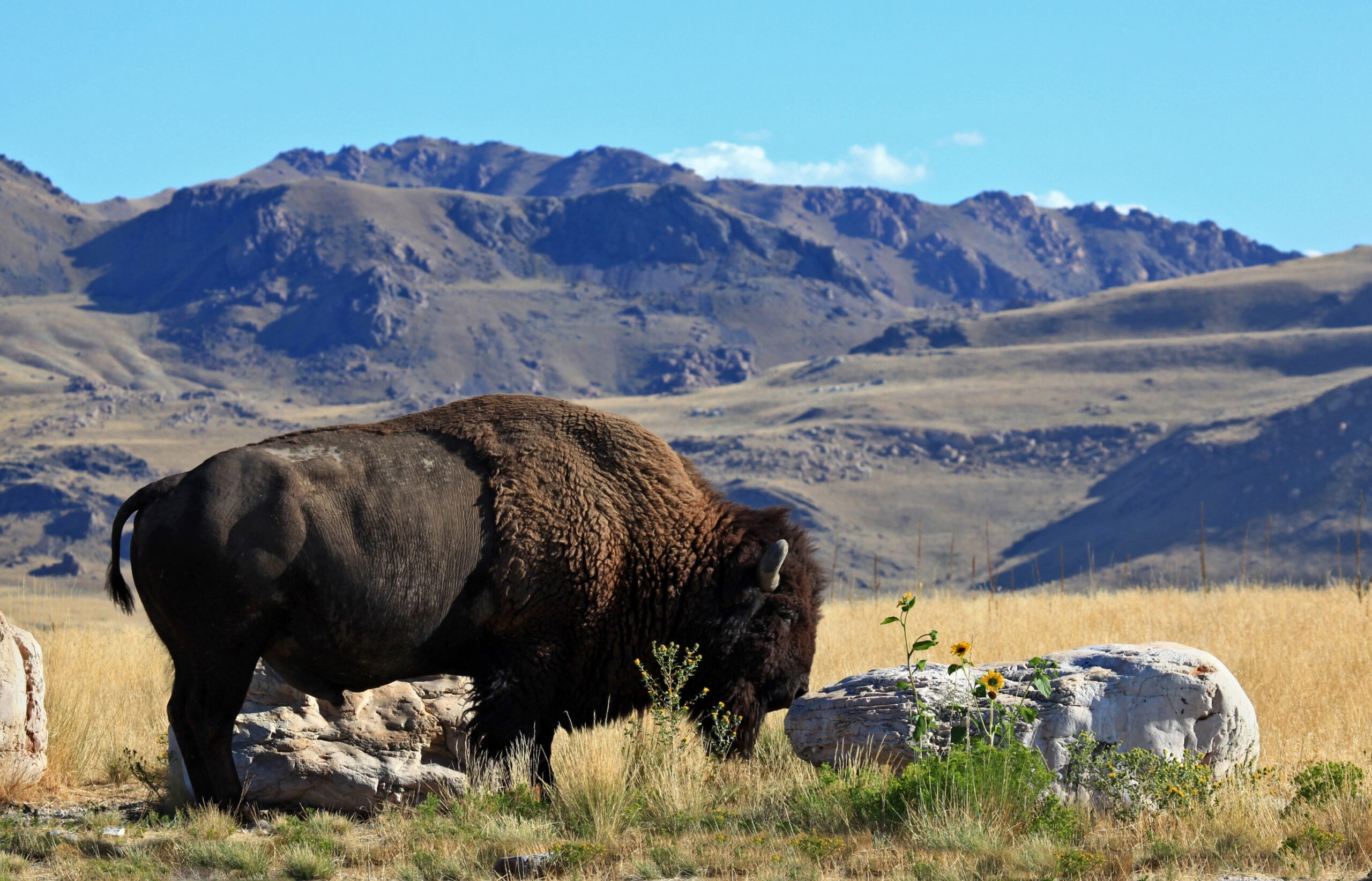 A bison in a mountainside meadow