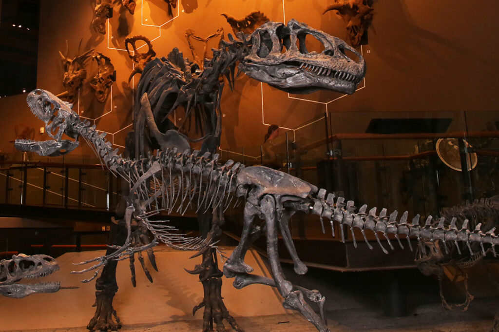 Dinosaur fossil display