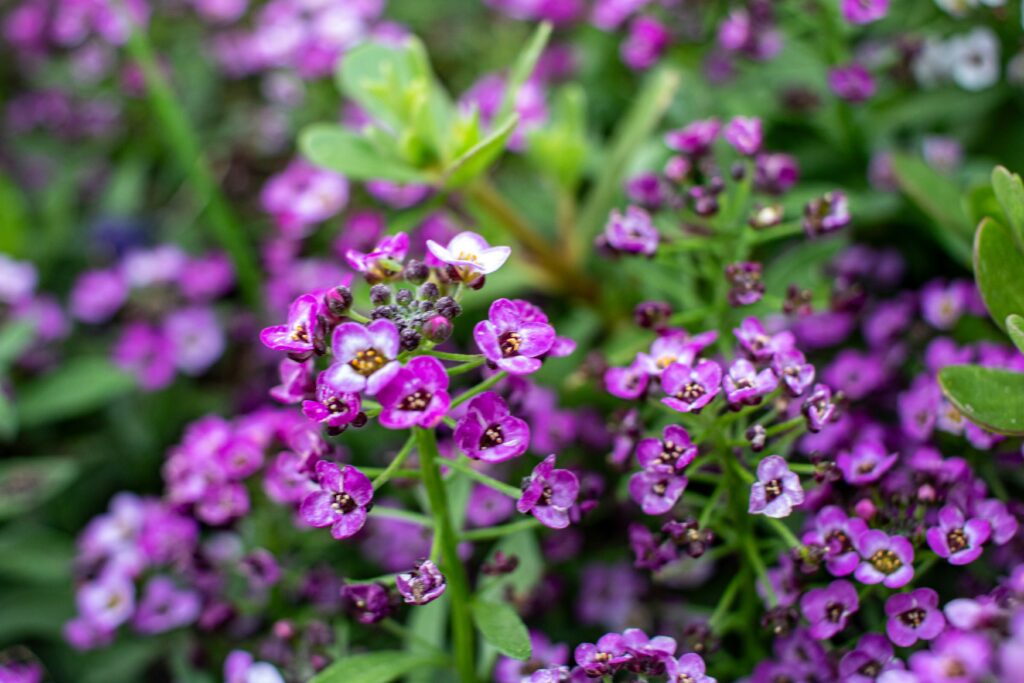 Lavendar flowers